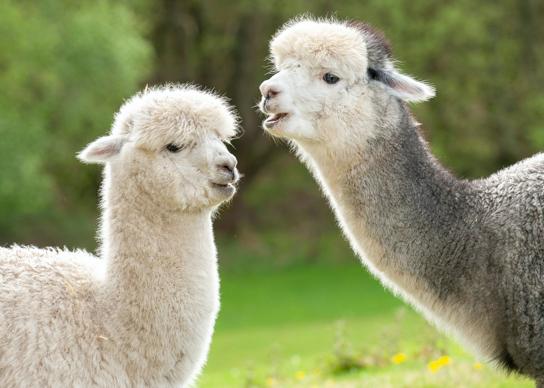 an adorable white and gray llamas