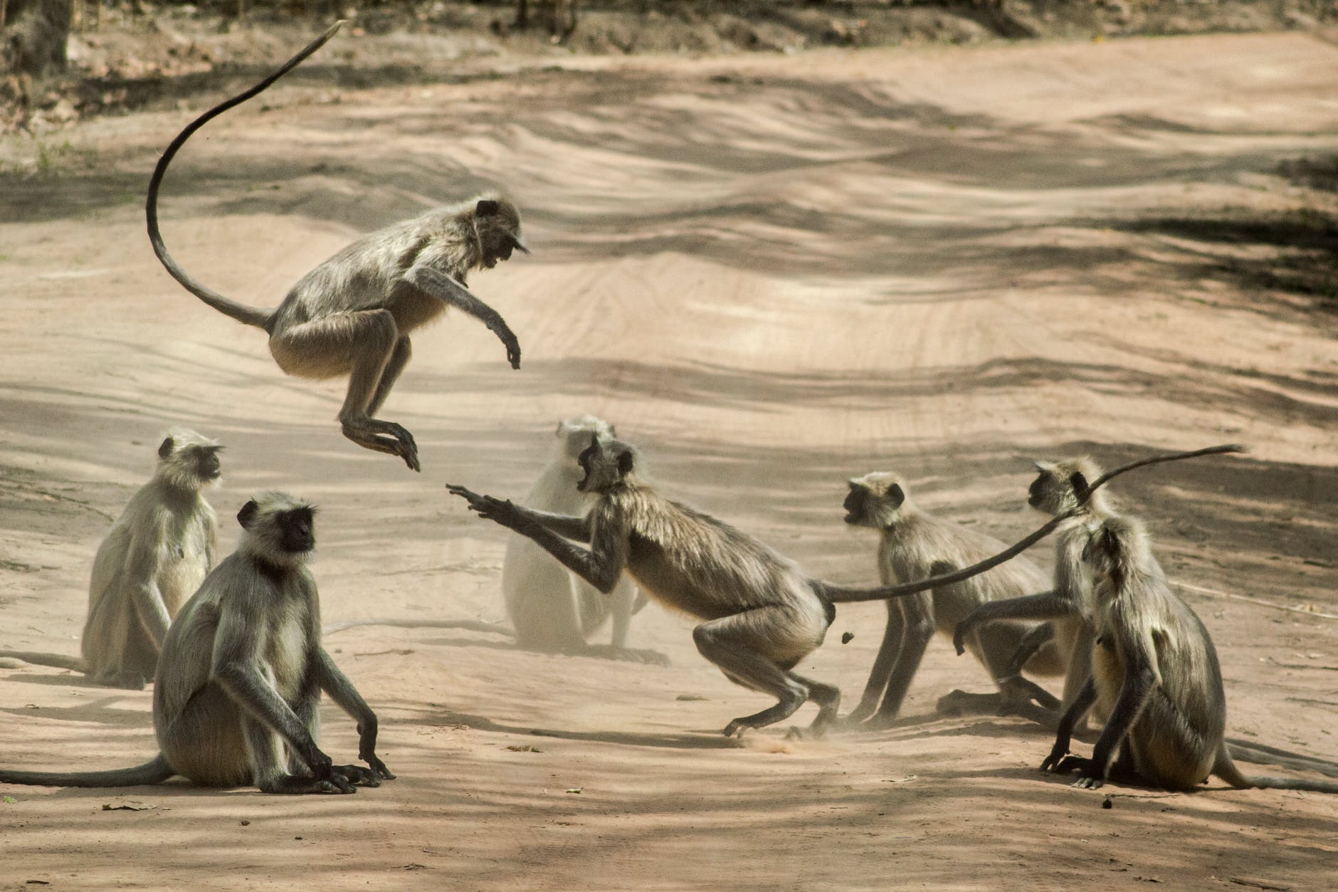 group of monkey on dirt road