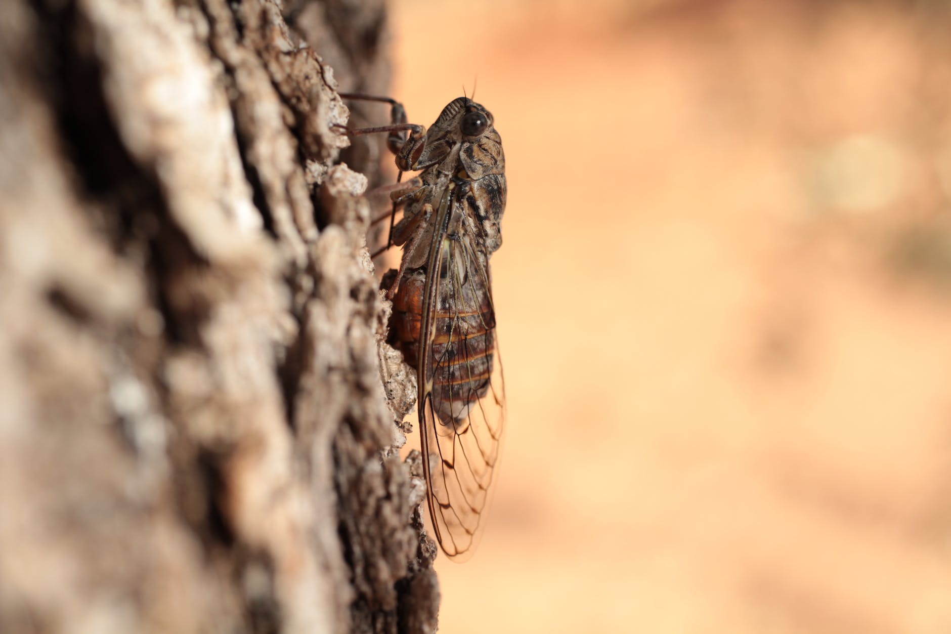 a macro shot of a cicada