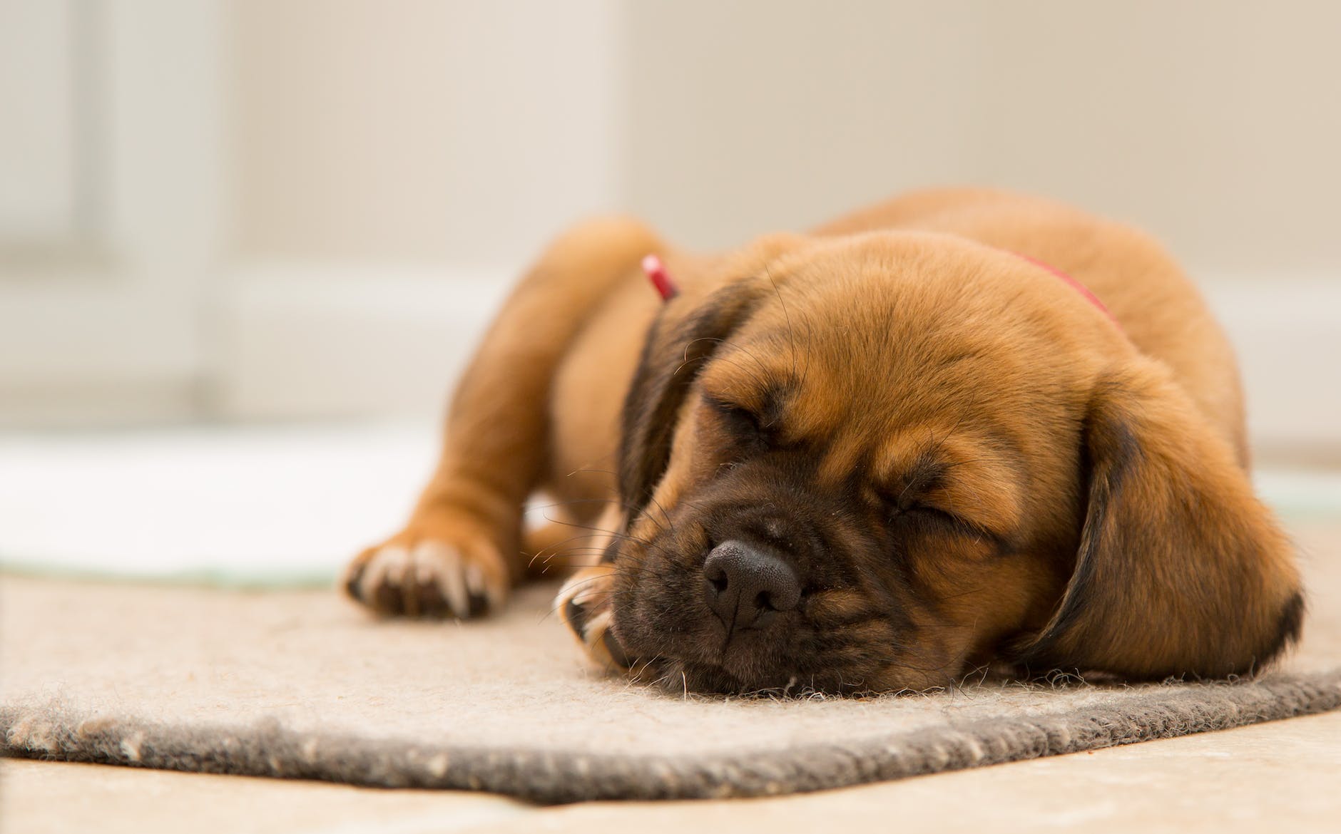 short coated brown puppy sleeping on brown mat