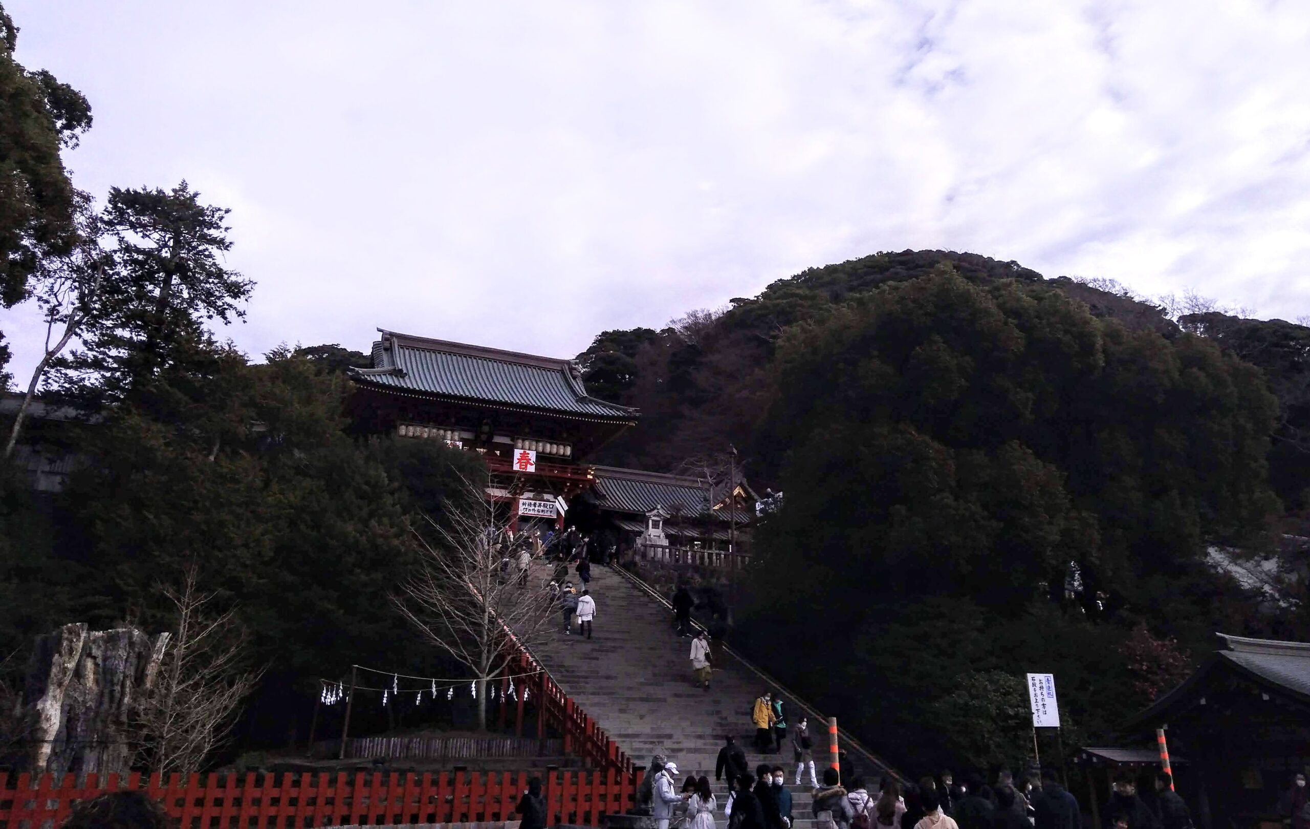 鎌倉の大銀杏