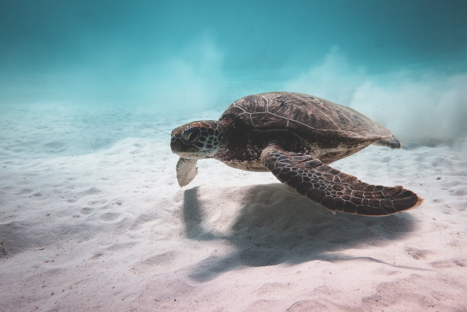 turtle swimming underwater near bottom of sea