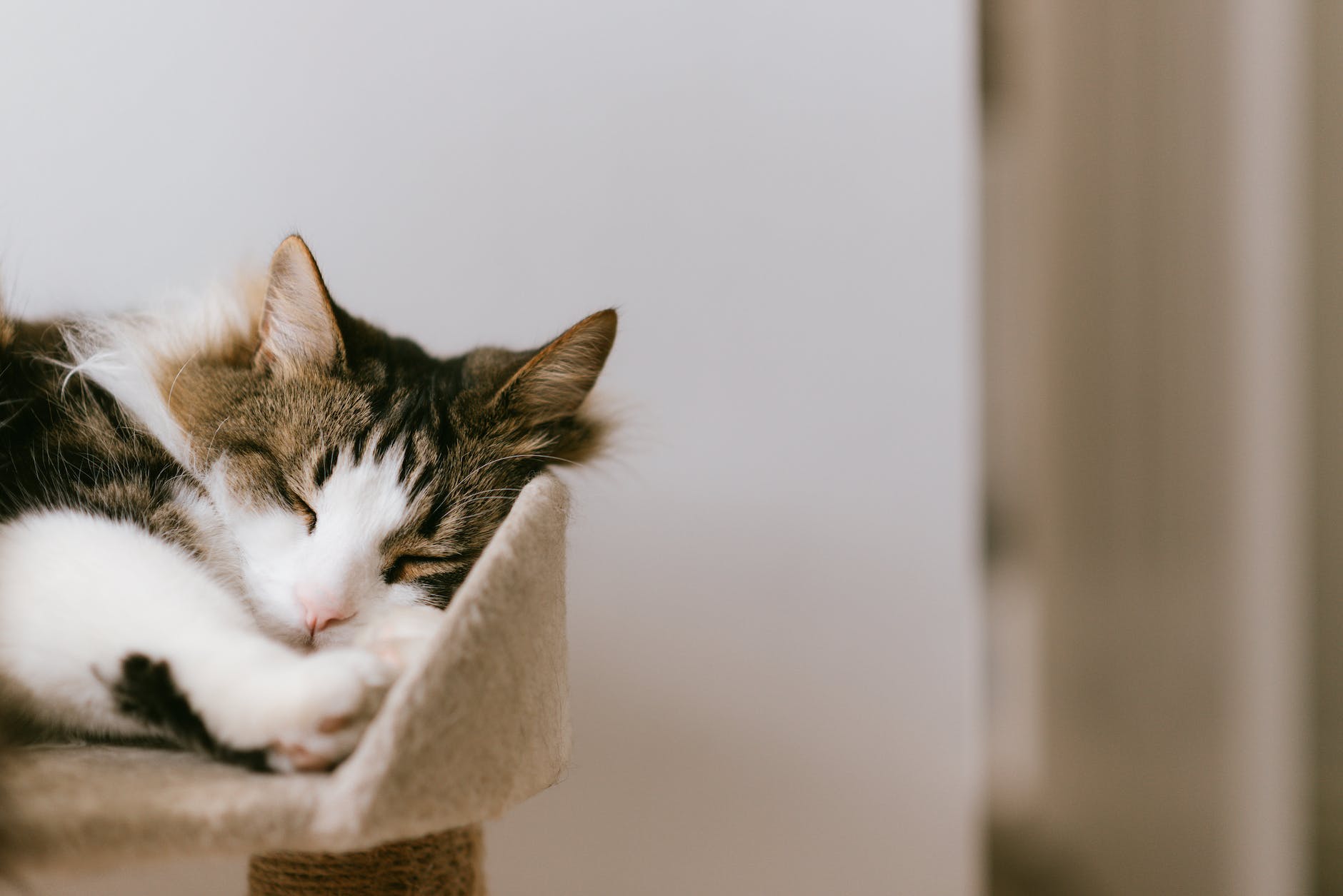 cute cat sleeping on scratching post at home