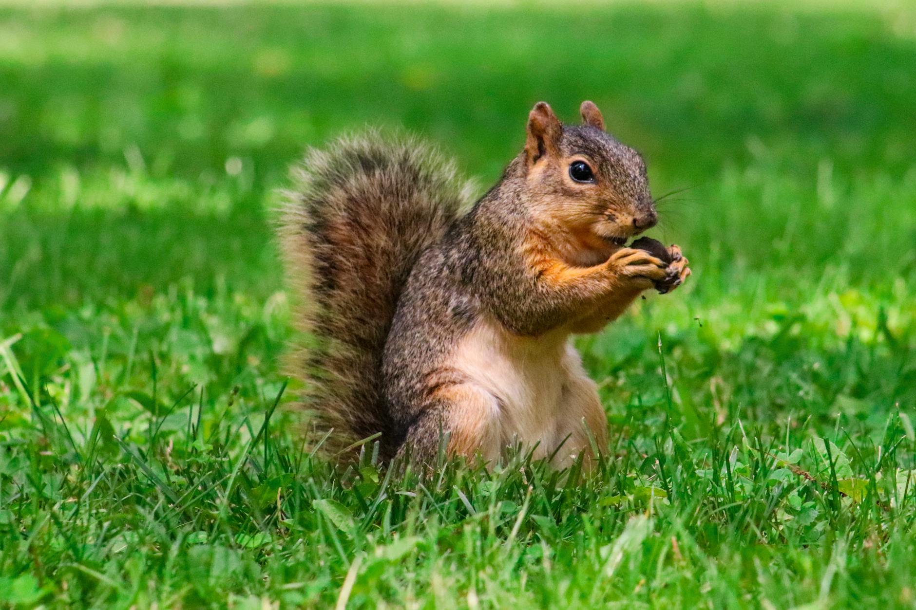 squirrel eating nut sitting on grass