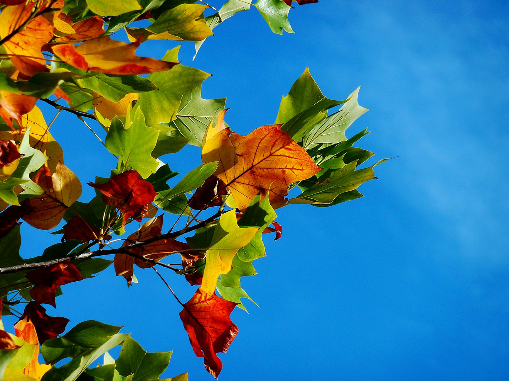 red orange and green leaves during daytime