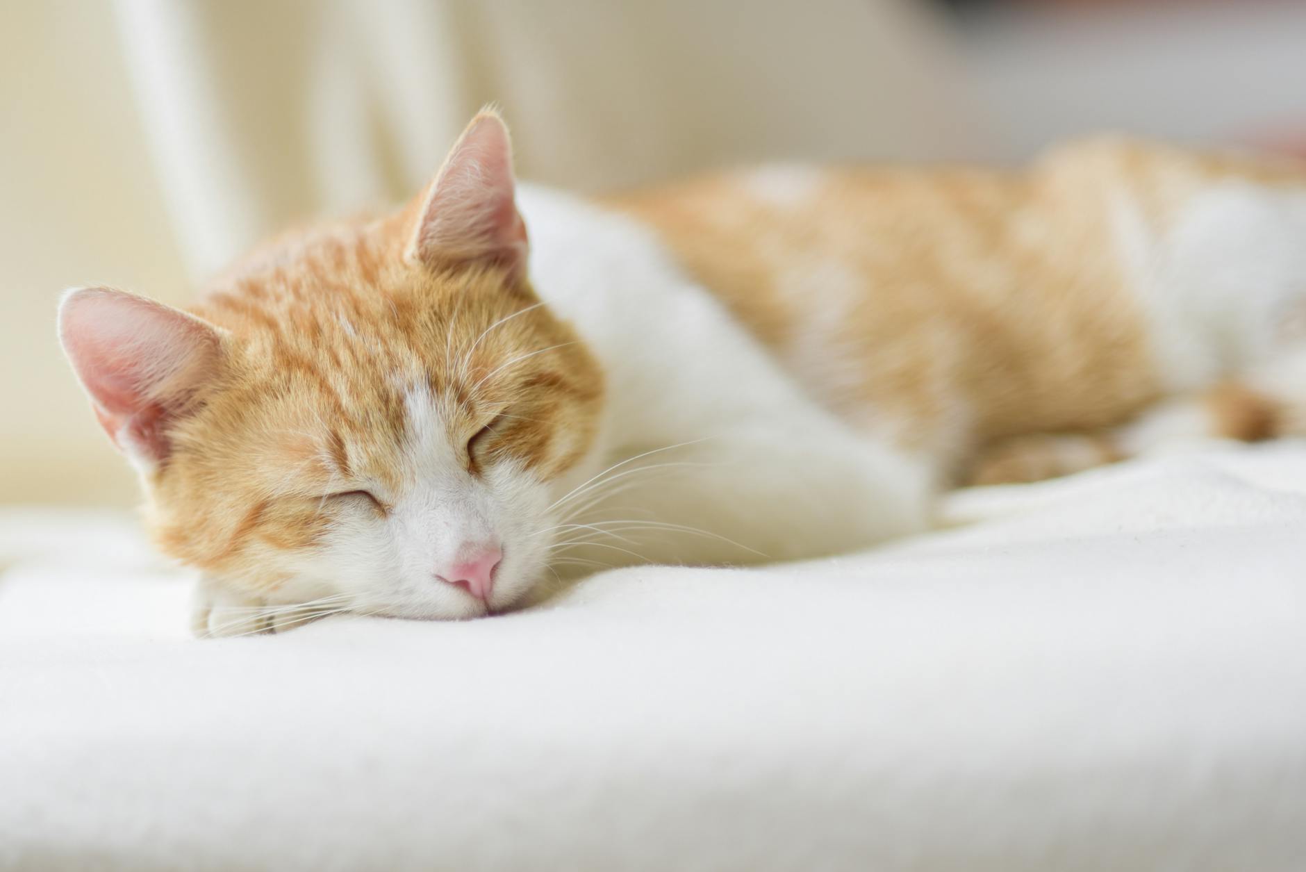 close up of ginger cat lying on floor