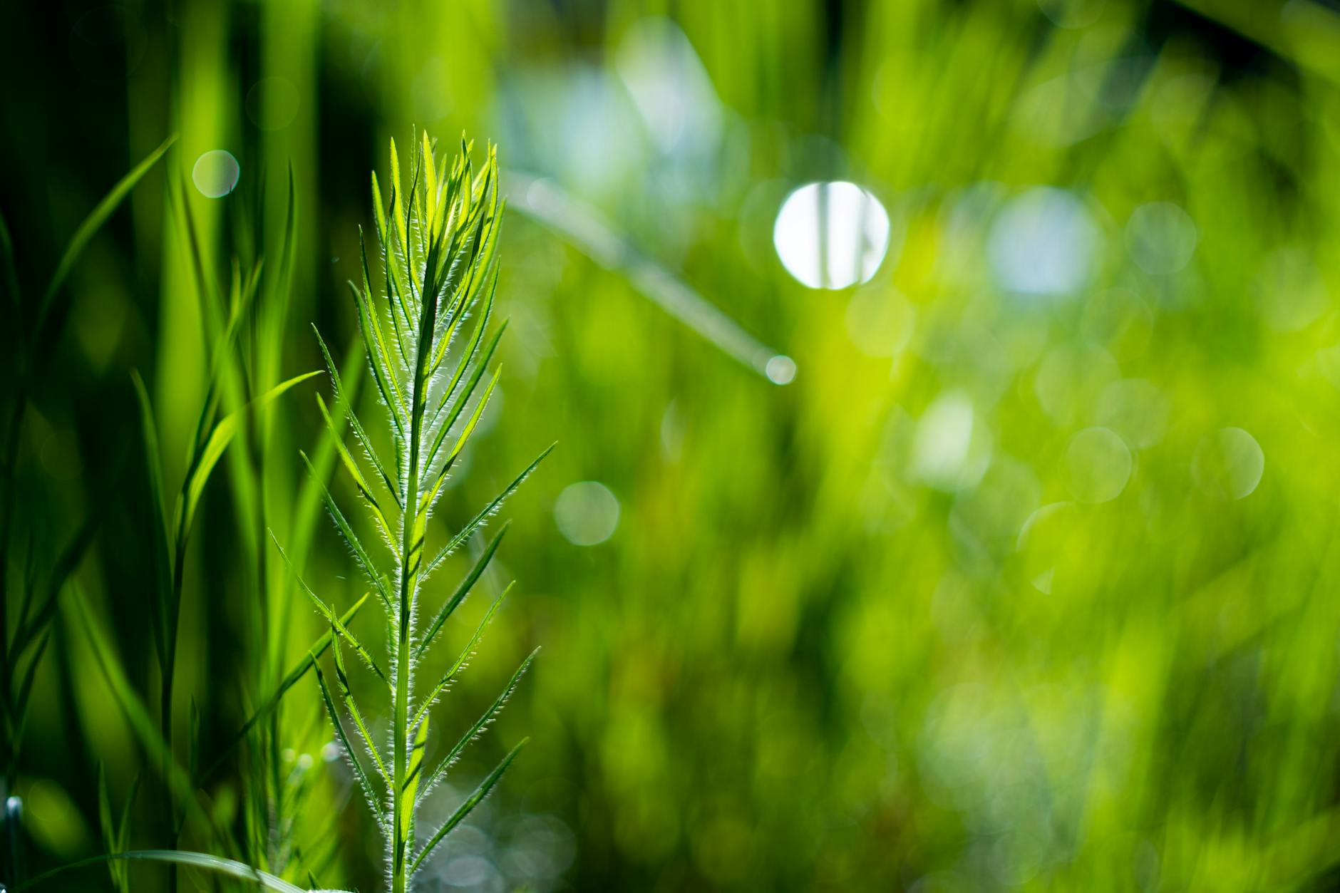 close up of a green plant