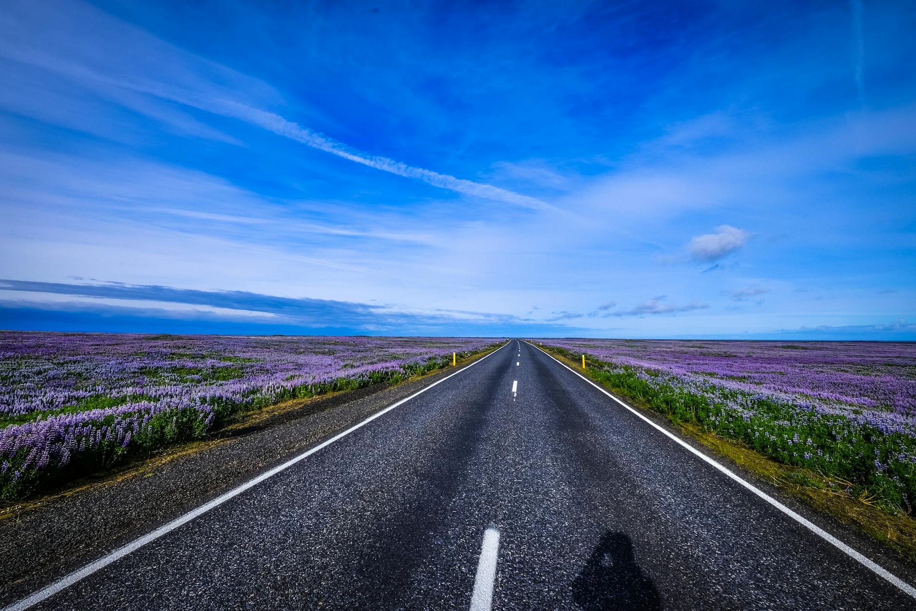 road between purple flowers