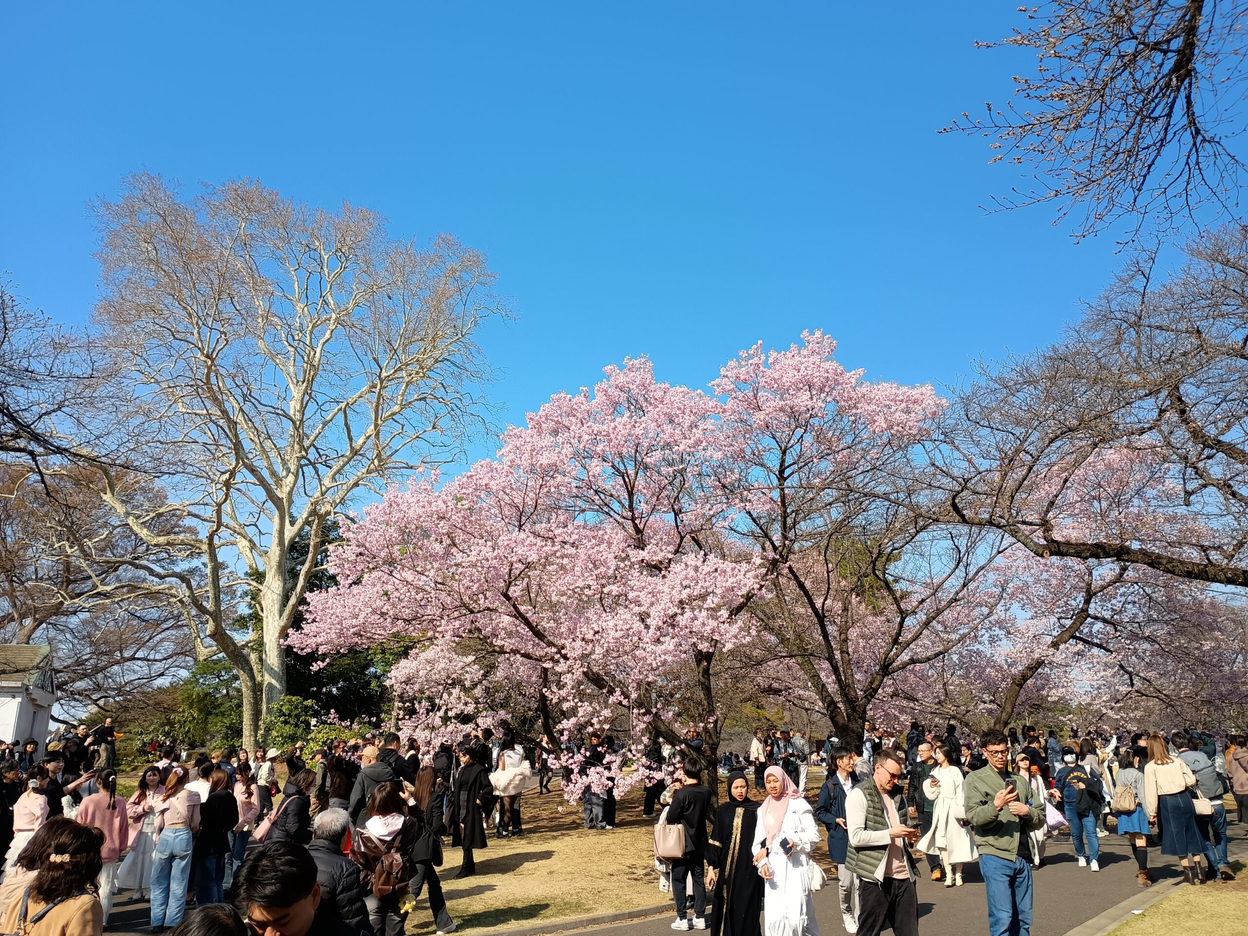 さくら＠新宿御苑