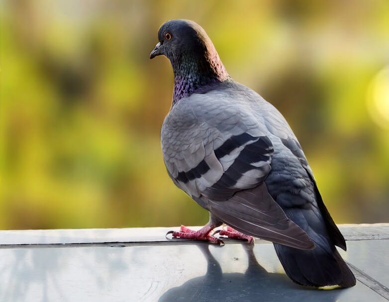 鳩