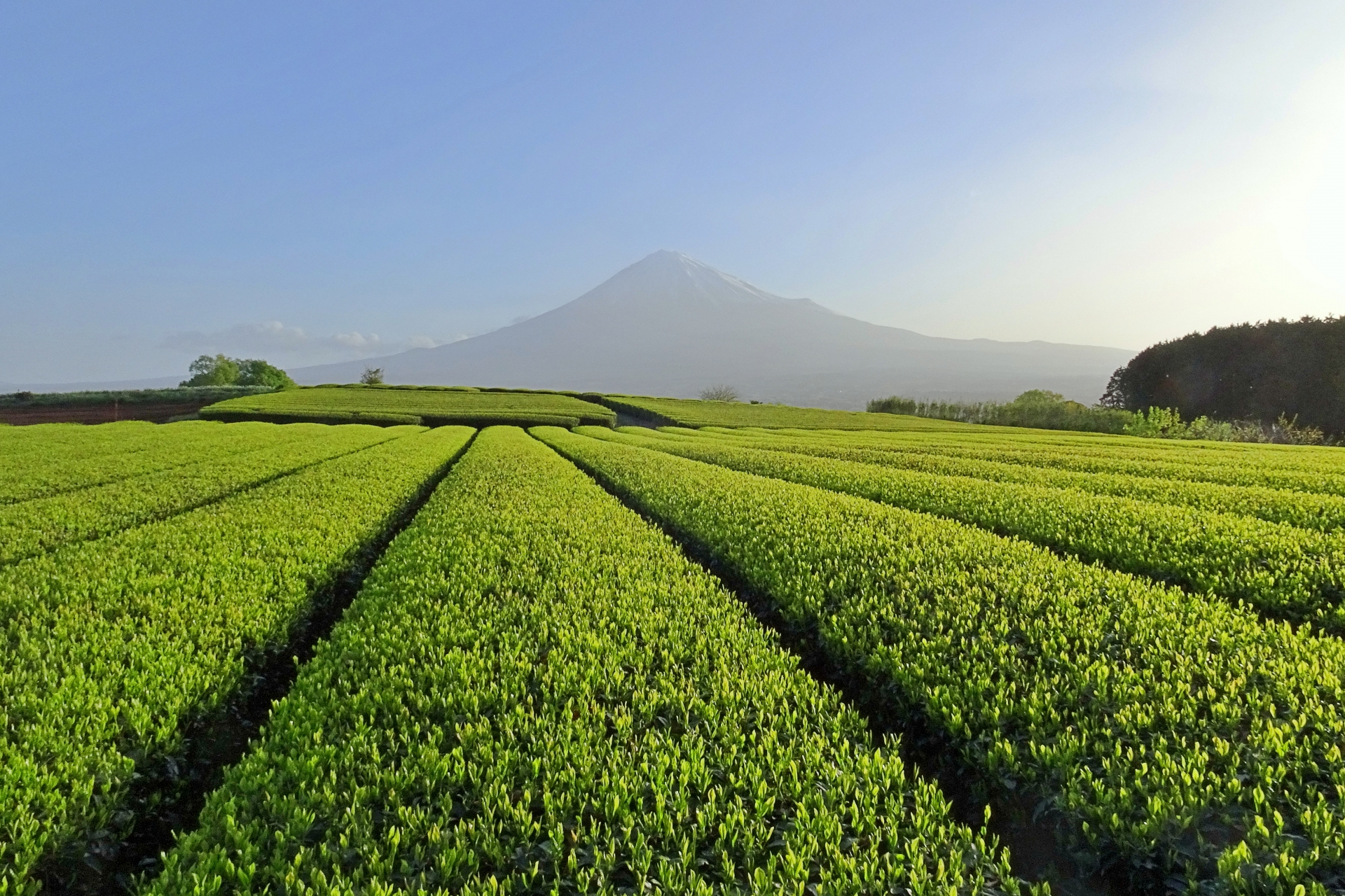 お茶のこと